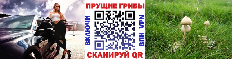 мега онион Фокино Галлюциногенные грибы MAGIC MUSHROOMS дарк нет телеграм магазин наркотиков